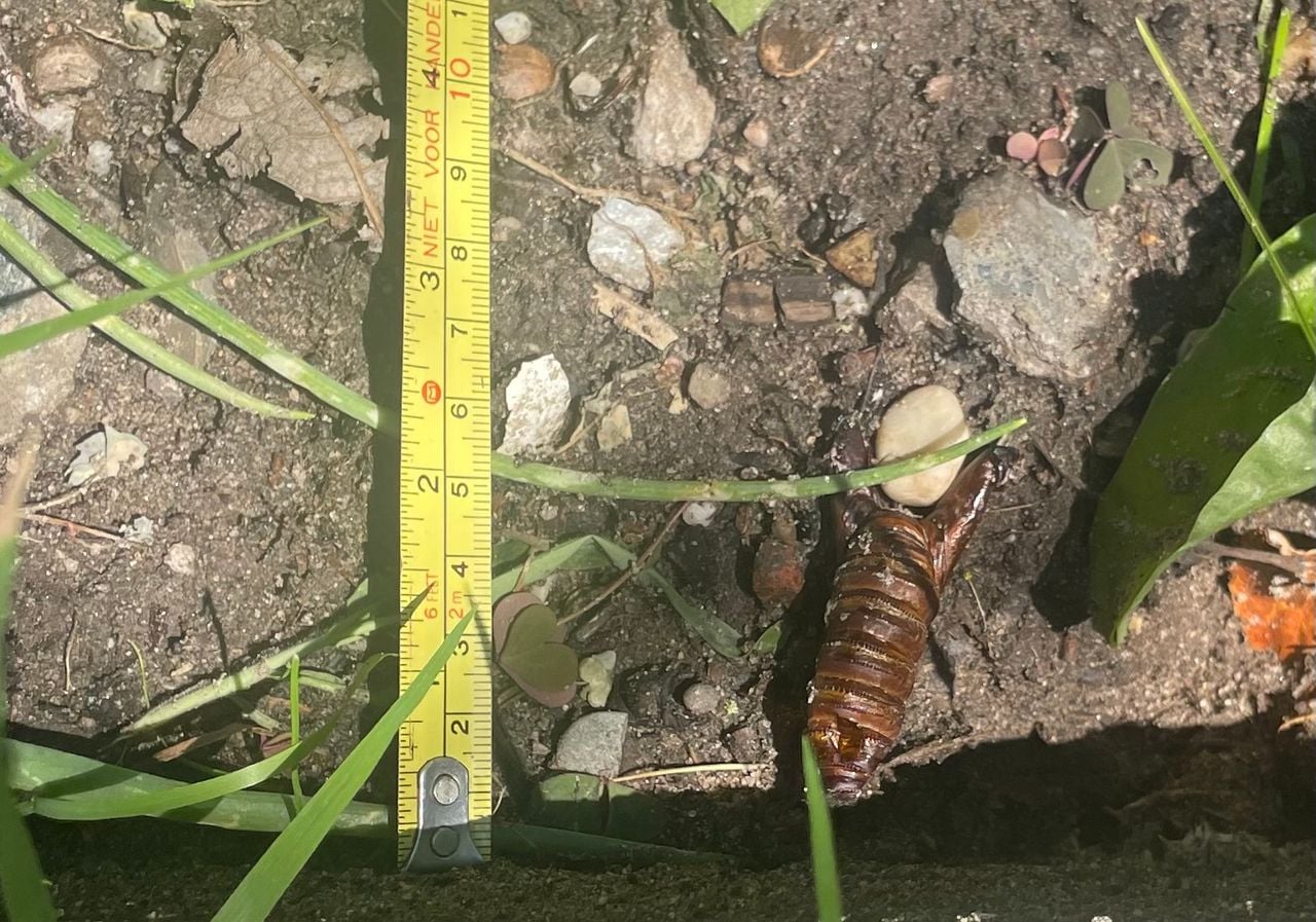 De lege pophuid van een wespvlinder (foto: Marja van Bakel).