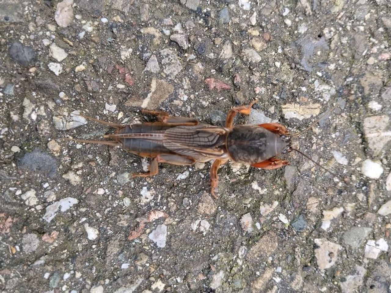 Een veenmol (foto: Ingeborg Ravensbergen).