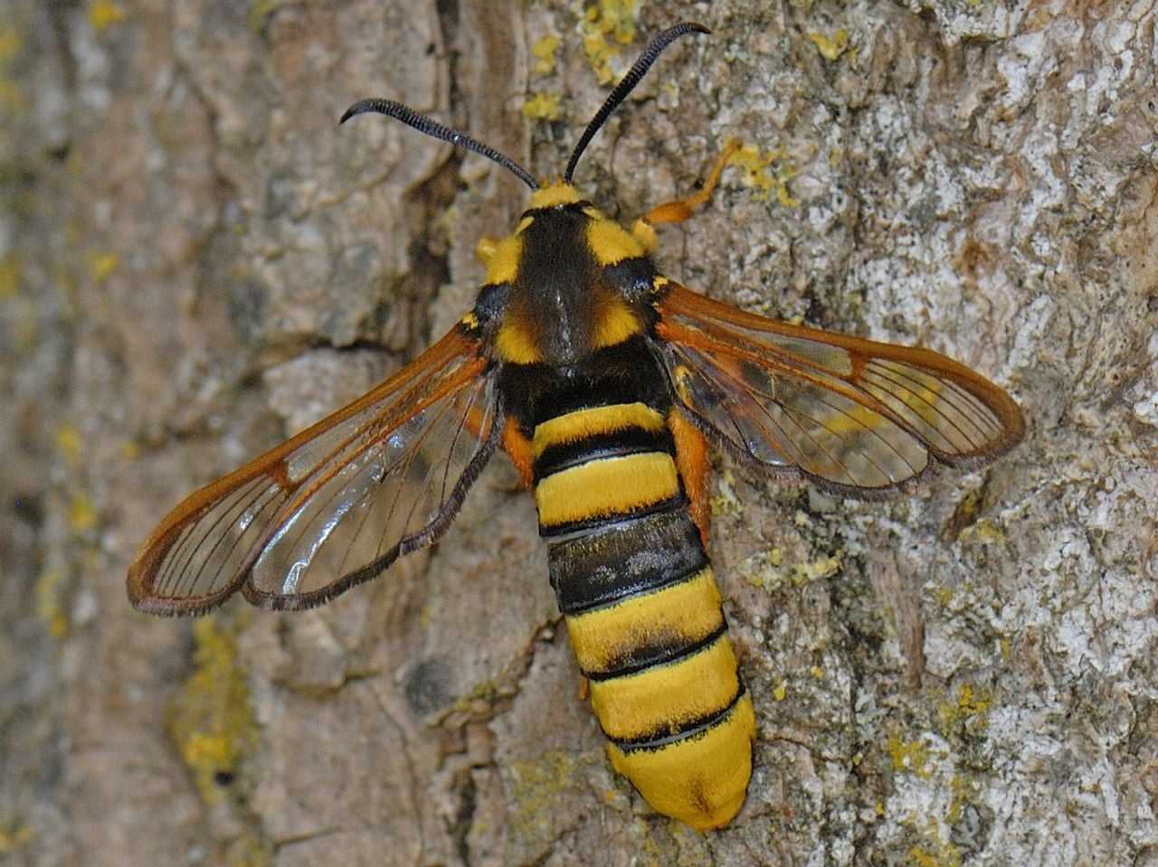 Een hoornaarvlinder (foto: Saxifraga/Ab H. Baas).