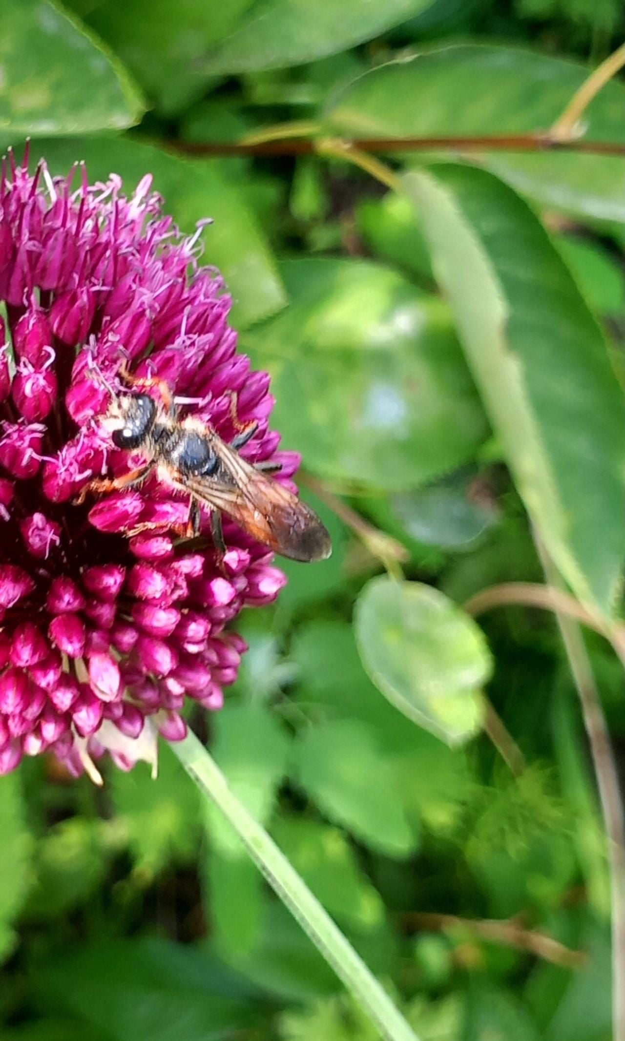 Een sabelsprinkhanendoder (foto: Jacqueline Sleegers).