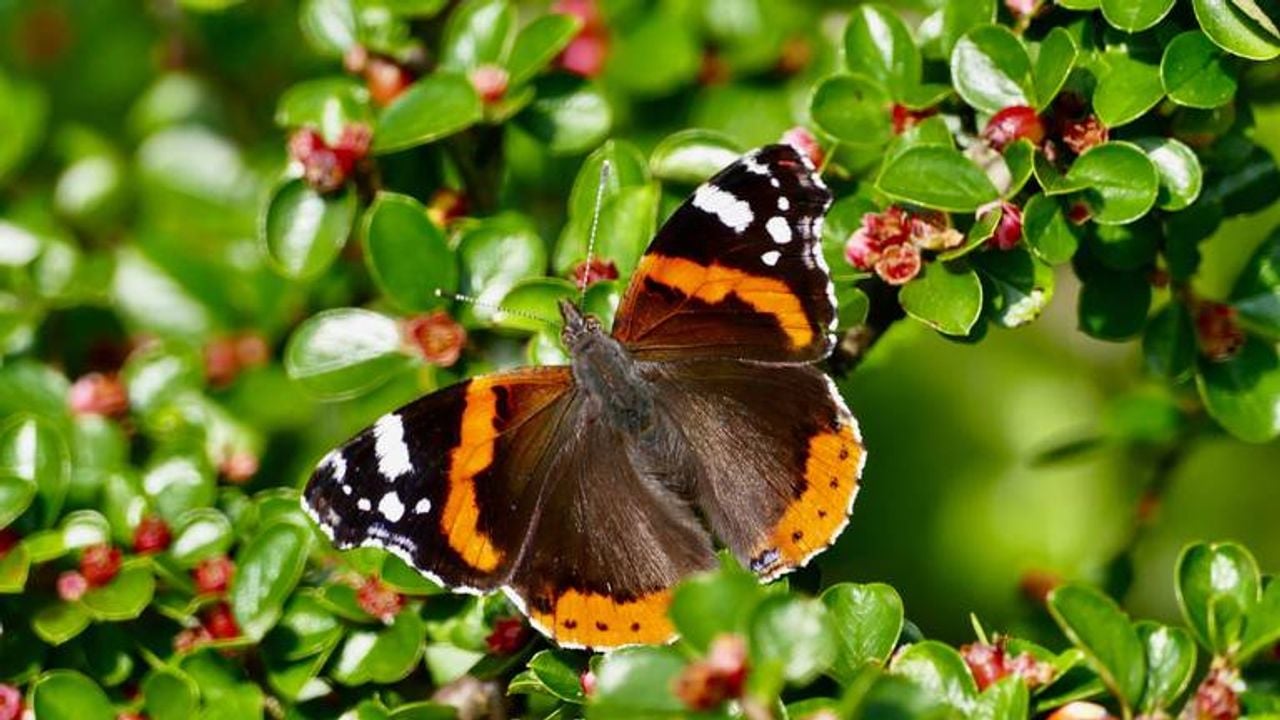 De atalanta, de meest voorkomende vlinder in Nederland (foto: ANP 2011/Andrew Bladon).