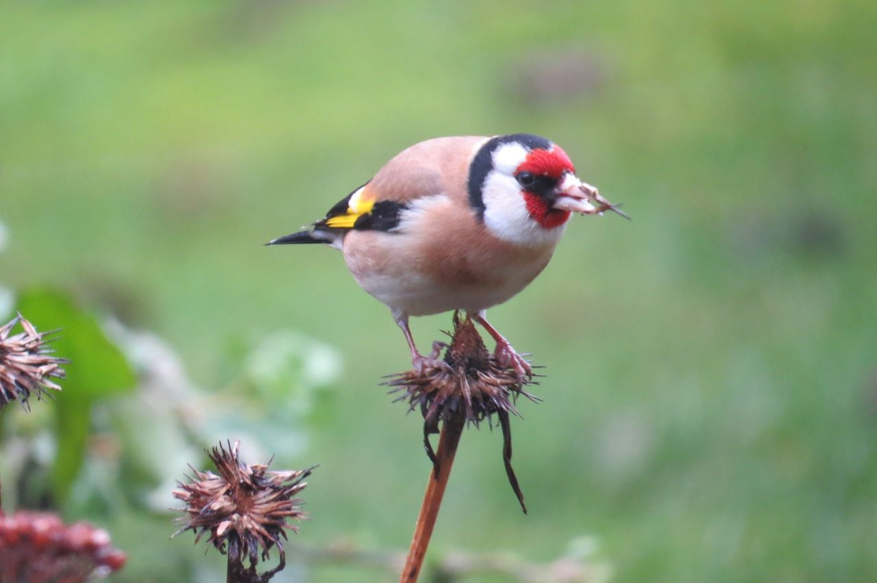 Een distelvink ook wel putter genoemd (foto: Nelleke Verver-Middelkoop).