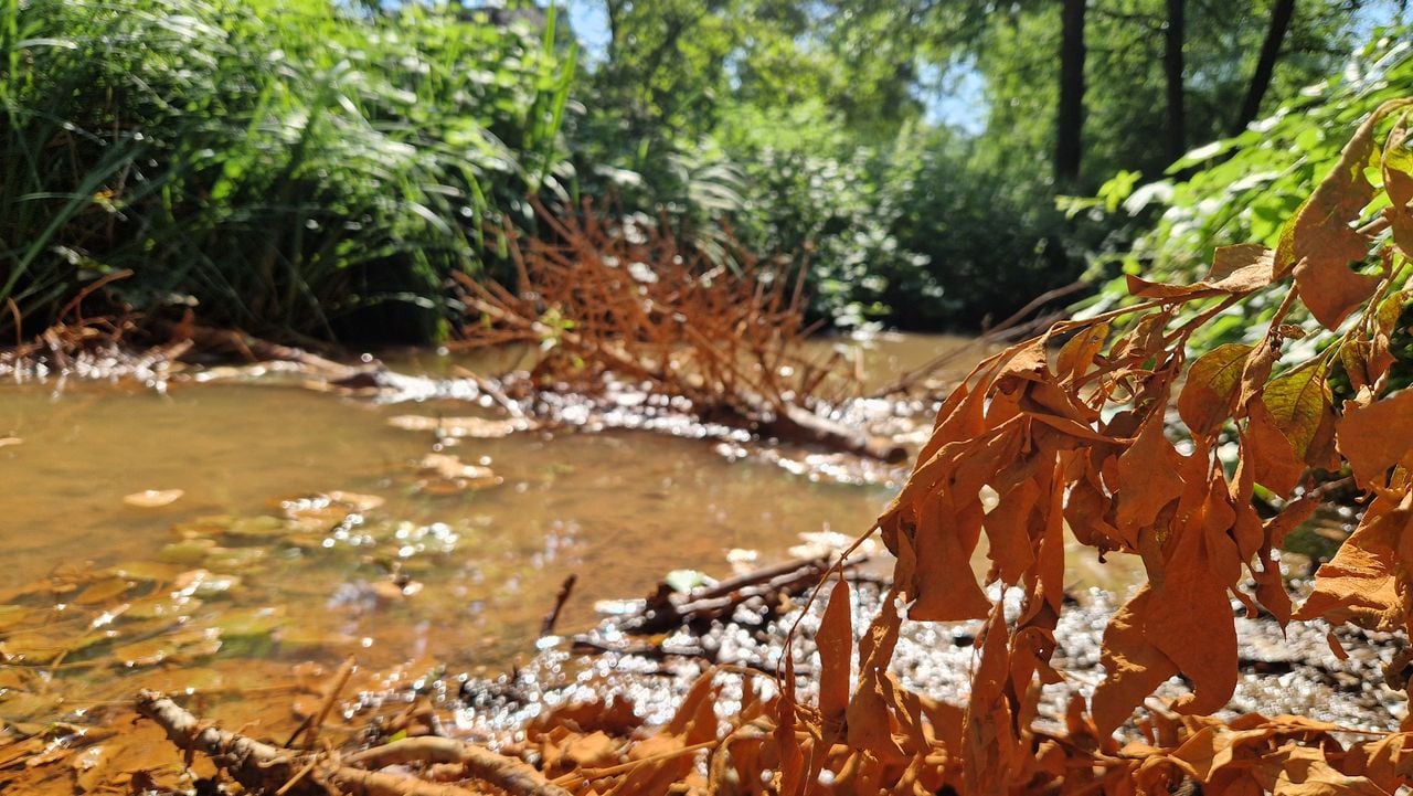 Een beekje bij de Peelrandbreuk met het roestige bruine water (foto: Tom Berkers).