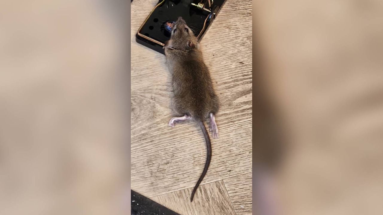 Een van de ratten die Roel in zijn woning heeft gevangen. 