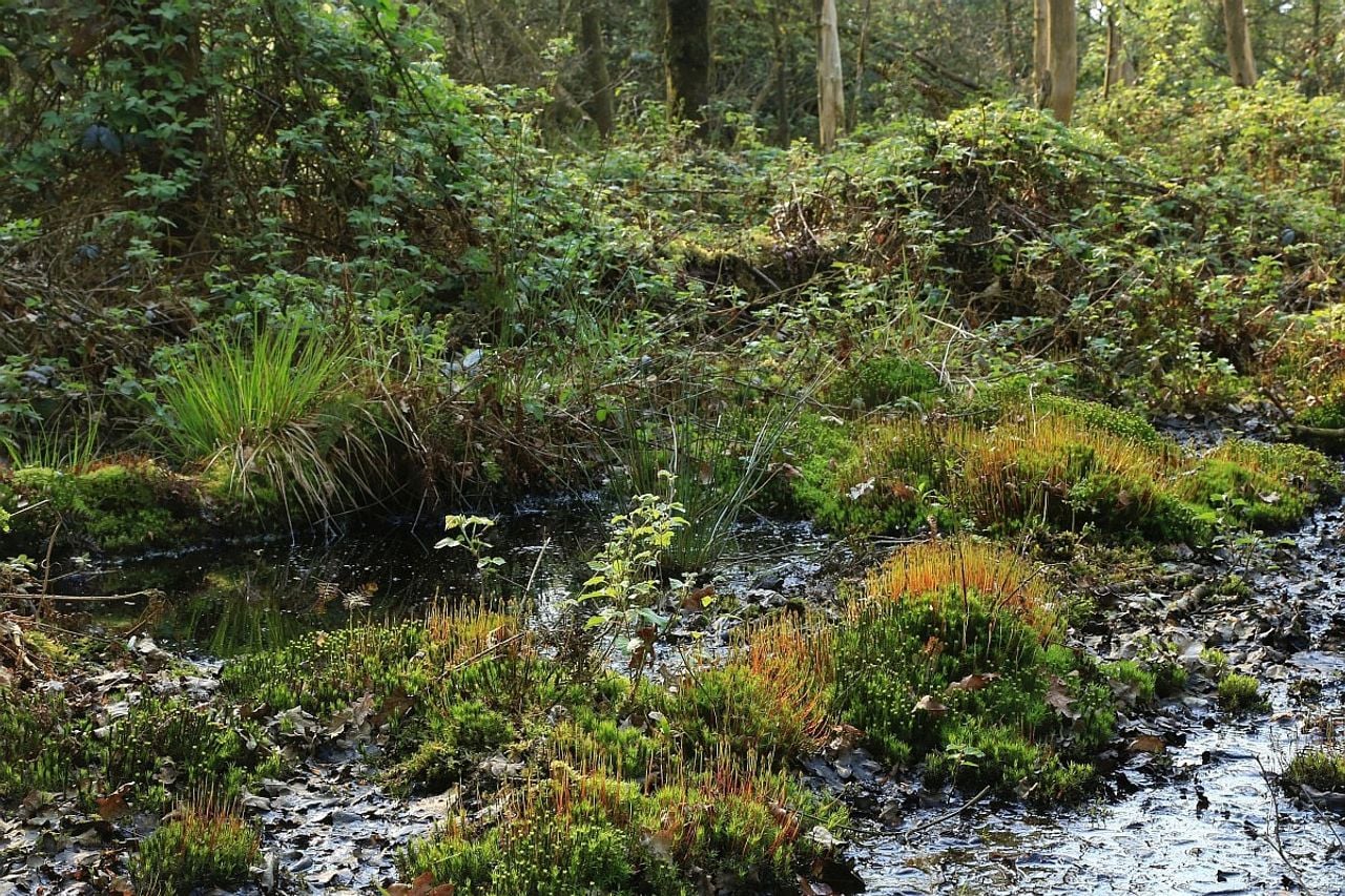 Op de voorgrond gewoon haarmos (foto: Saxifraga/Hans Boll).