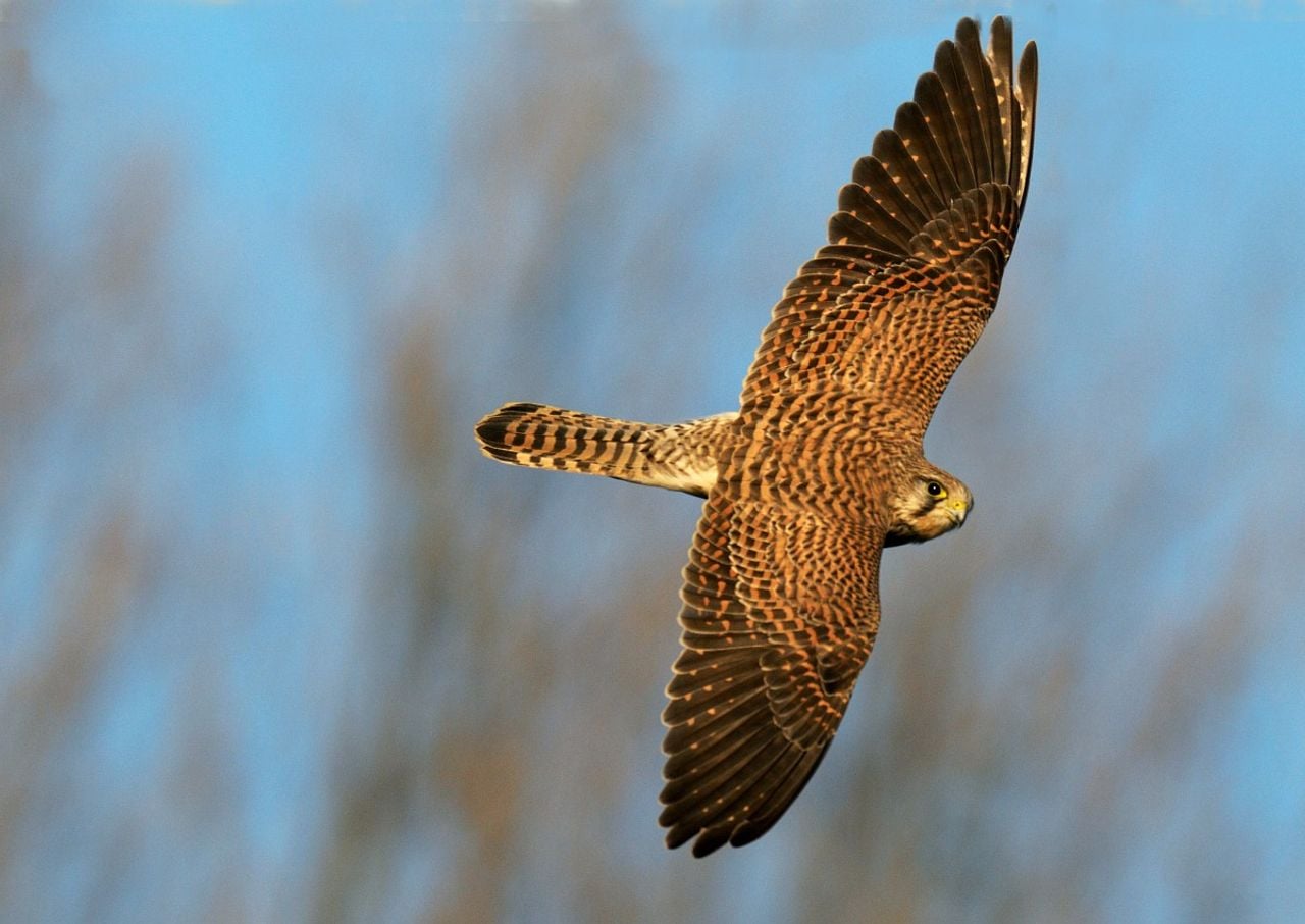 Een torenvalk (foto: Saxifraga/Piet Munsterman).