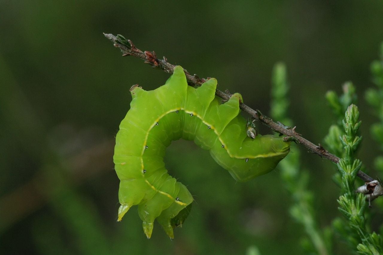 Een rups van de kromzitter (foto: Saxifraga/Ab H. Baas).