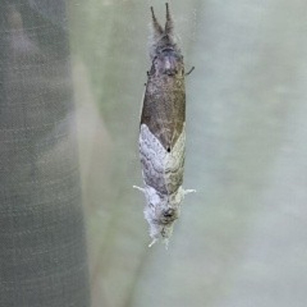 Parende meriansborstels (foto: Ans Berkers).