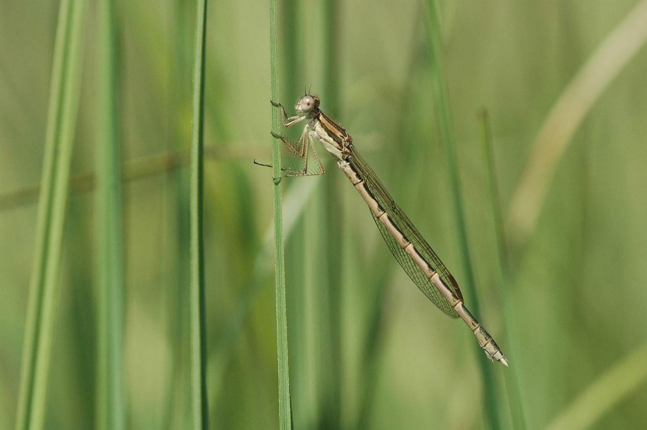Een bruine winterjuffer (foto: Vlinderstichting/Jaap Bouwman).