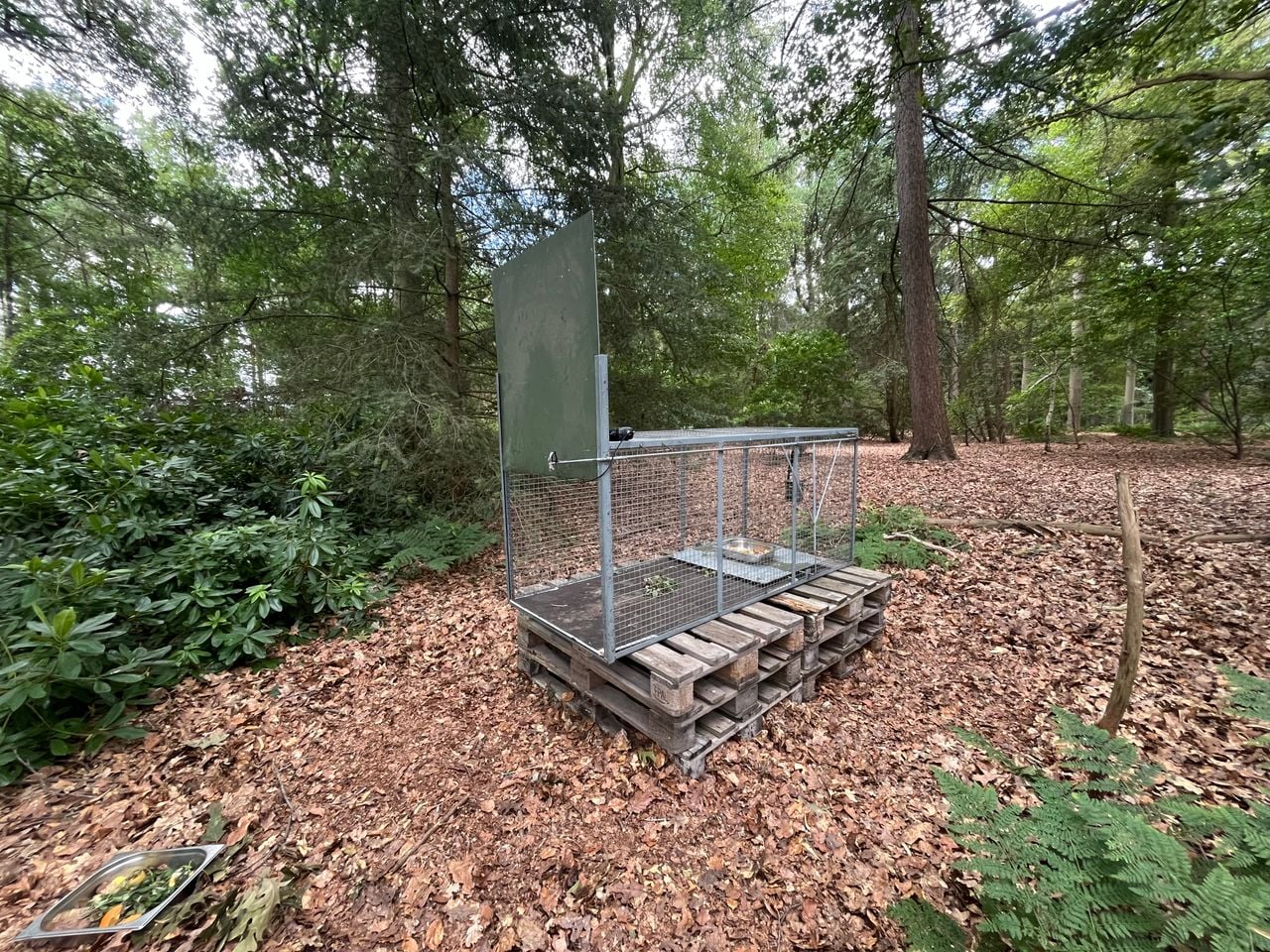 Een van de vallen die geplaatst is in de omgeving waar de aap zich bevindt (foto: Floortje Steigenga).