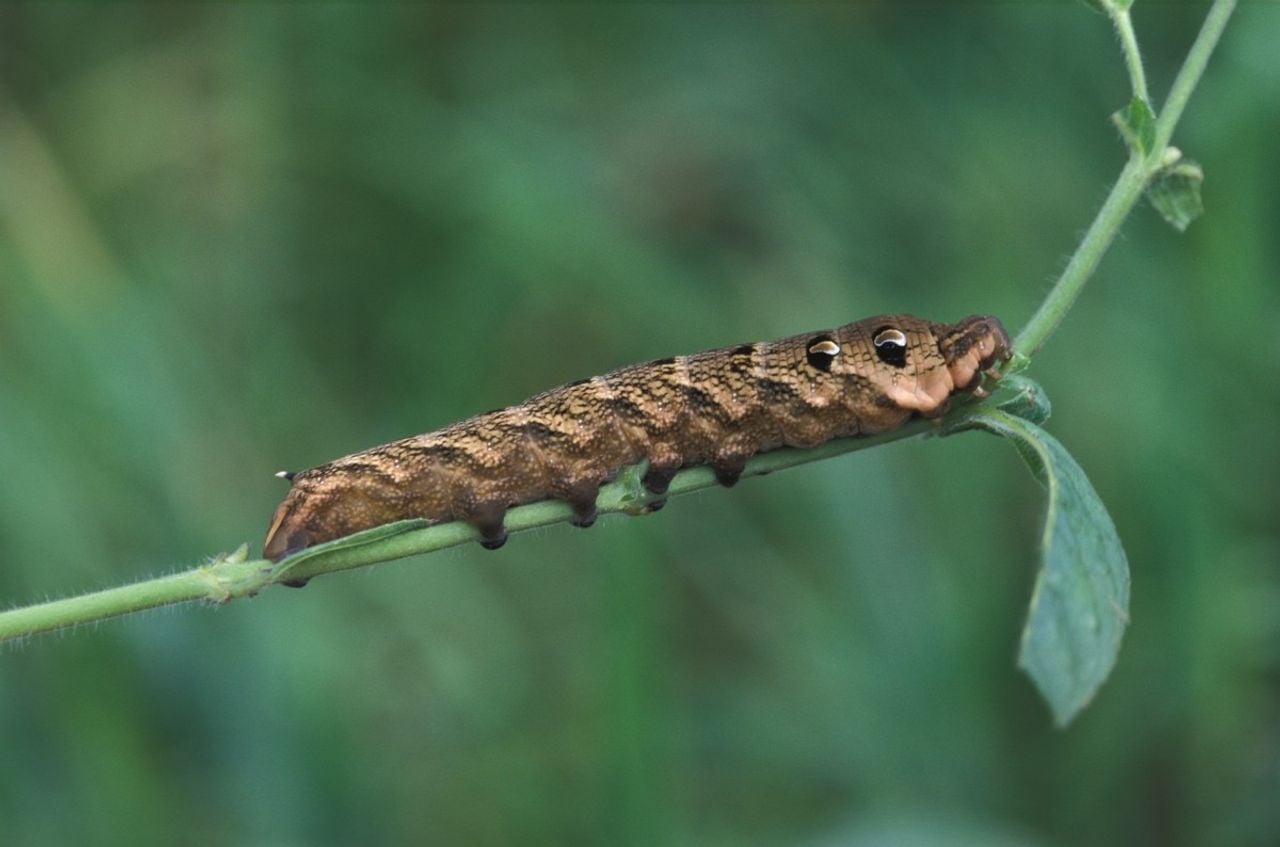 De rups van het groot avondrood (foto: Saxifraga/Robert Ketelaar).