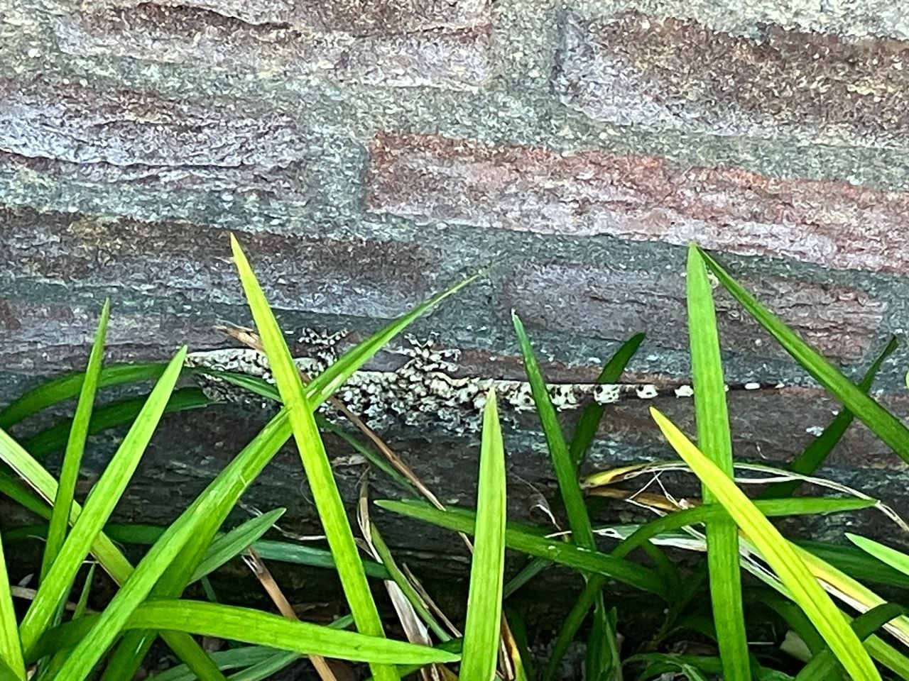 Een soort gekko (foto: Harco van Hees).