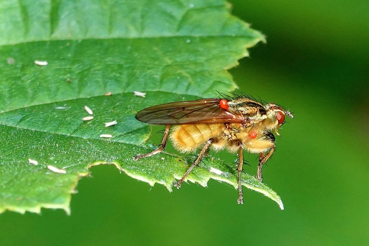 Een gele strontvlieg met oogstmijten (foto: Willeke van Delft).