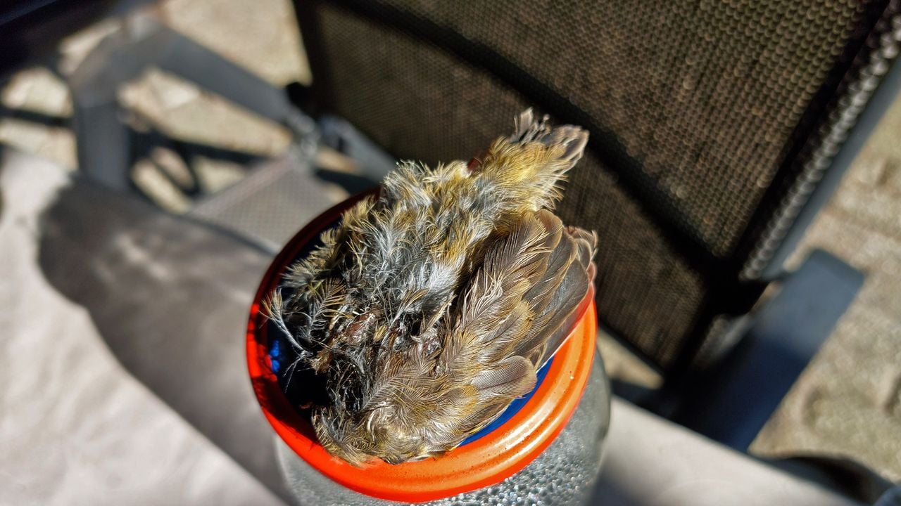 Een onthoofde jonge koolmees (foto: Jozef van der Heijden).