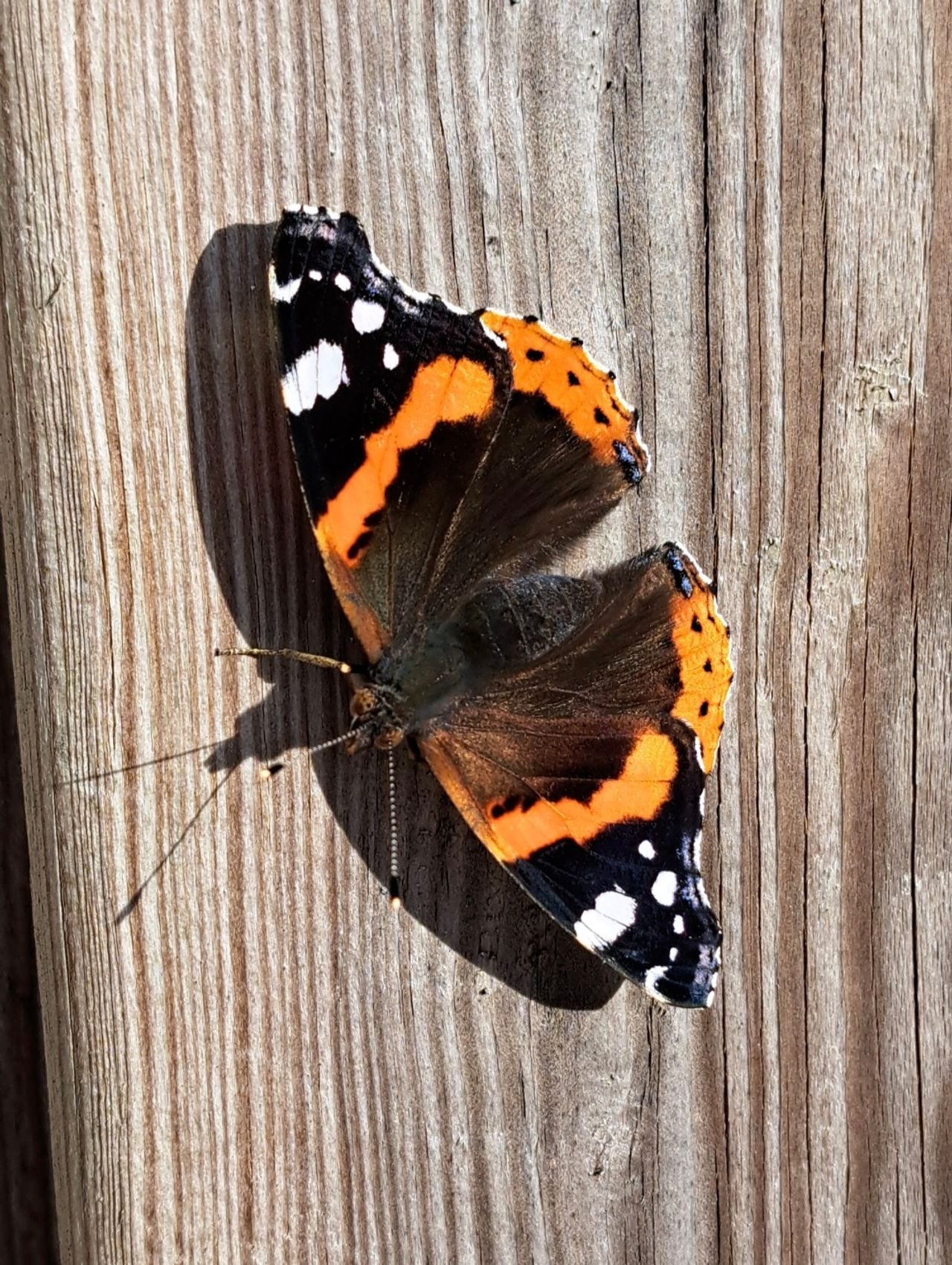 Een atalanta (foto: Kristel De Bruijn).