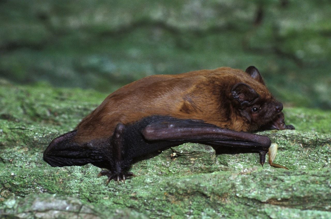 Een rosse vleermuis (foto: Saxifraga/Kees Marijnissen).