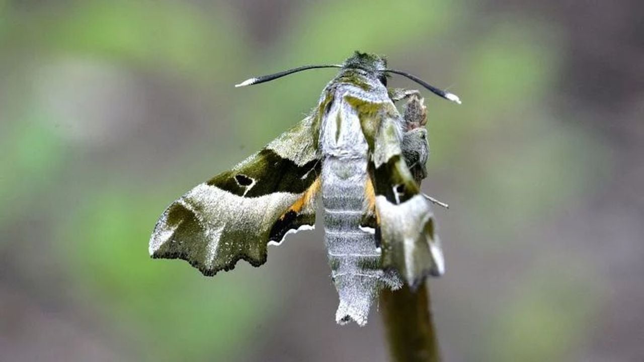 Een teunisbloempijlstaart (foto: Saxifraga/Peter Gergely)