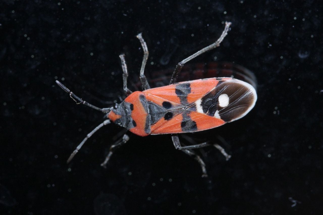 Een prachtridderwants (foto: Saxifraga/Rutger Barendse).