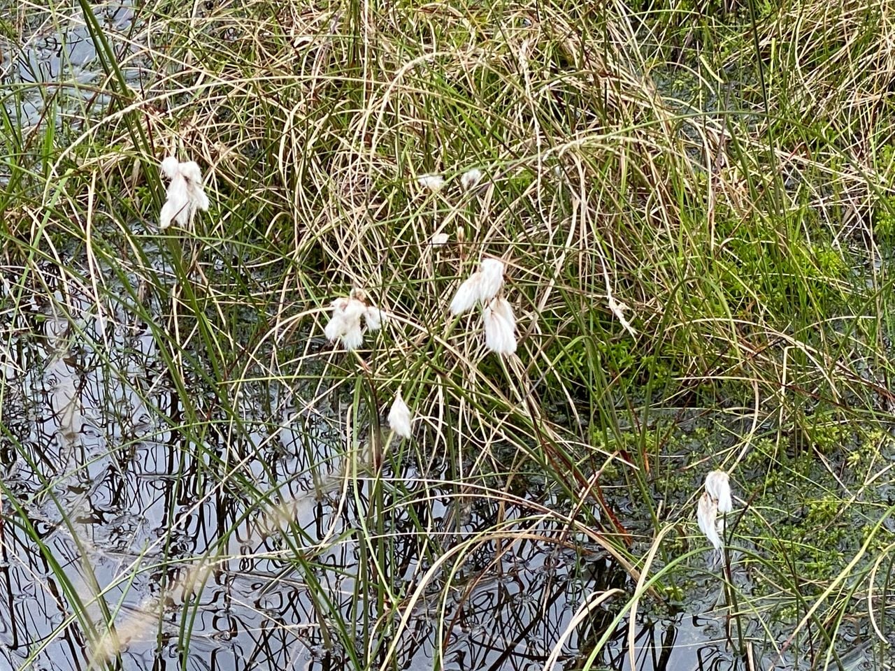 Veenpluis op de Kampina (foto: Frans Kapteijns).