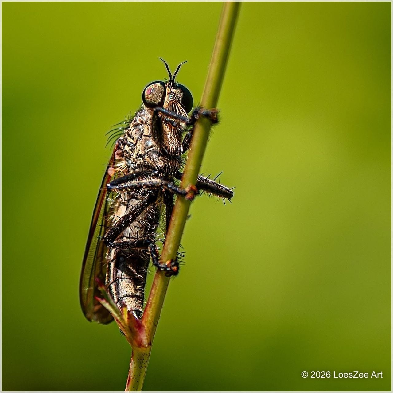 Een gewone roofvlieg (foto: Loes Teunissen).