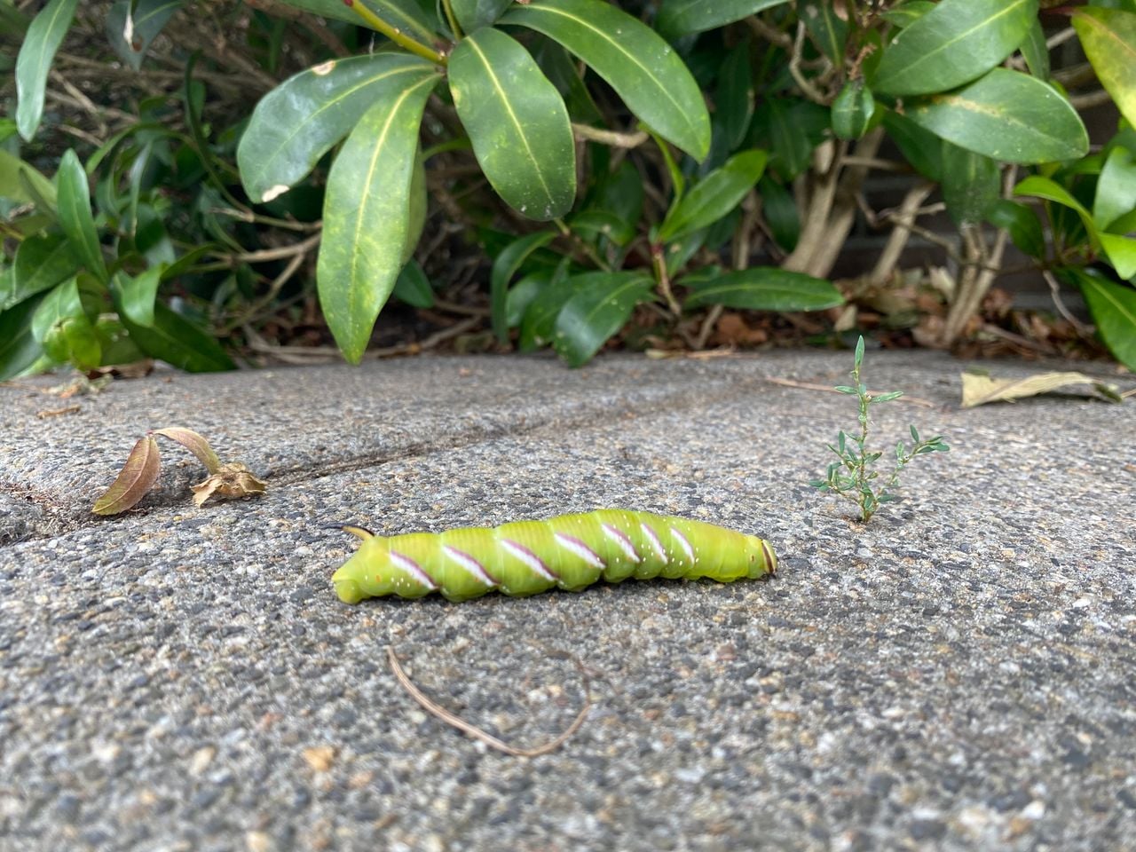 De rups van de ligusterpijlstaartvlinder (foto: Jip Bierkens).