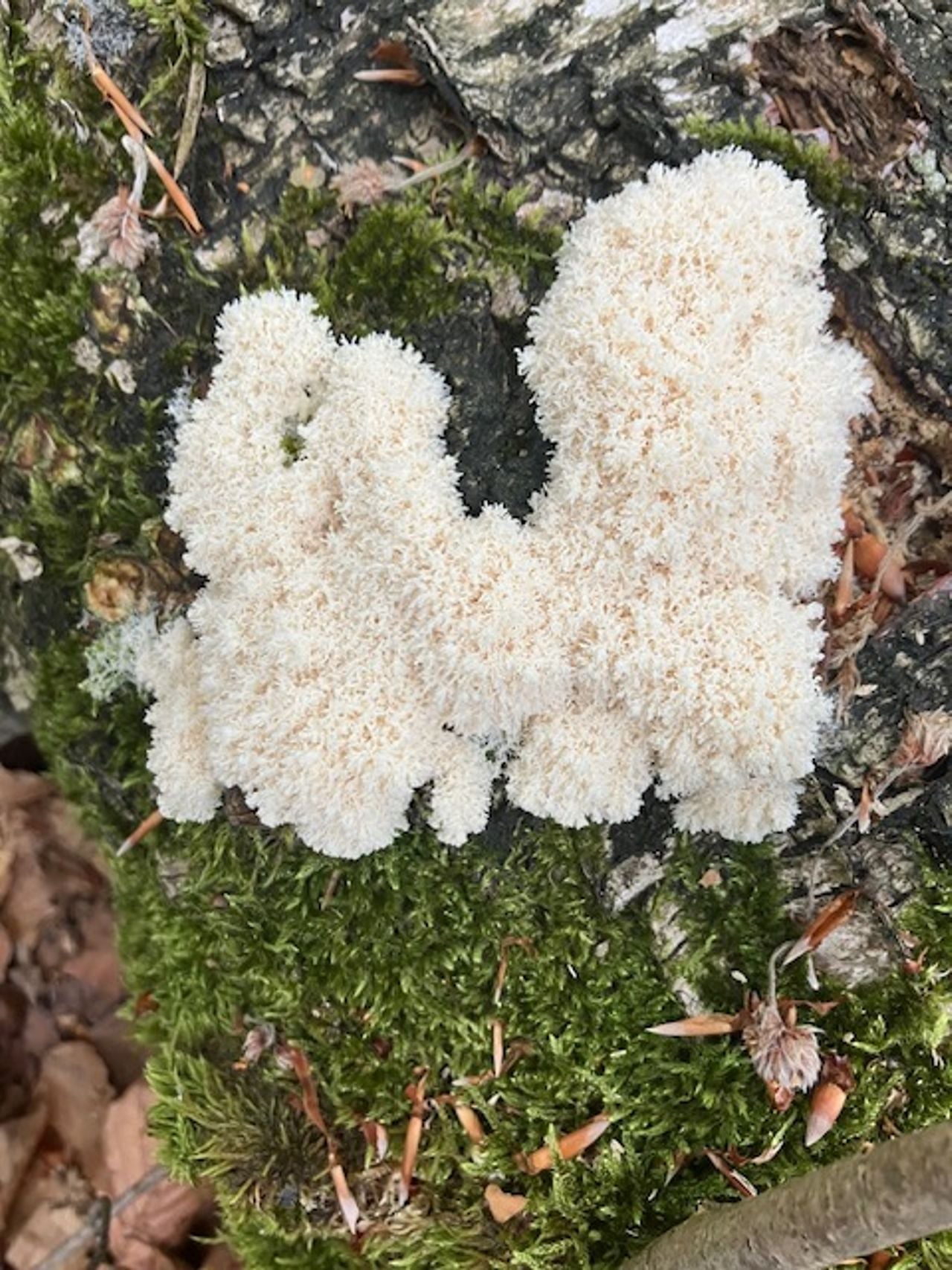 Witte heksenboter (foto: Sonja Groenendaal).