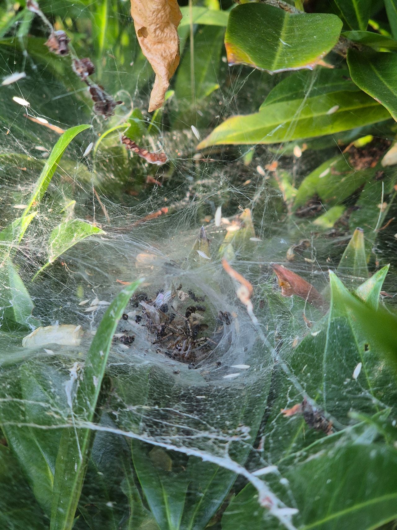 Een trechterspin (foto: Daan van Strien).