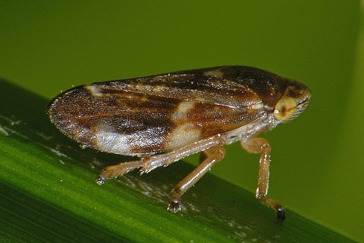 Een schuimbeestje (foto: Saxifraga/Ab H. Baas).