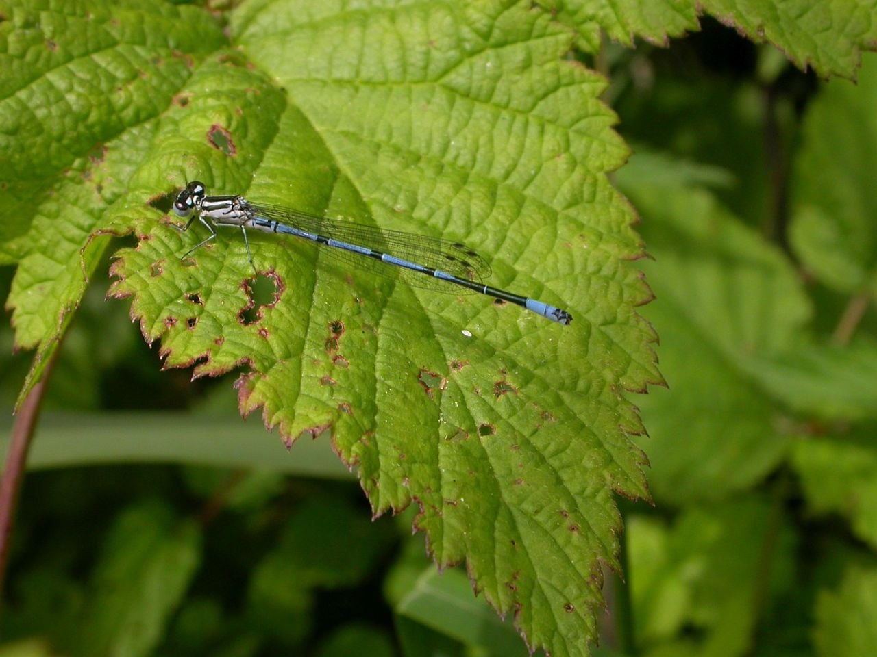 Een azuurwaterjuffer (foto: Saxifraga/Peter Meininger).