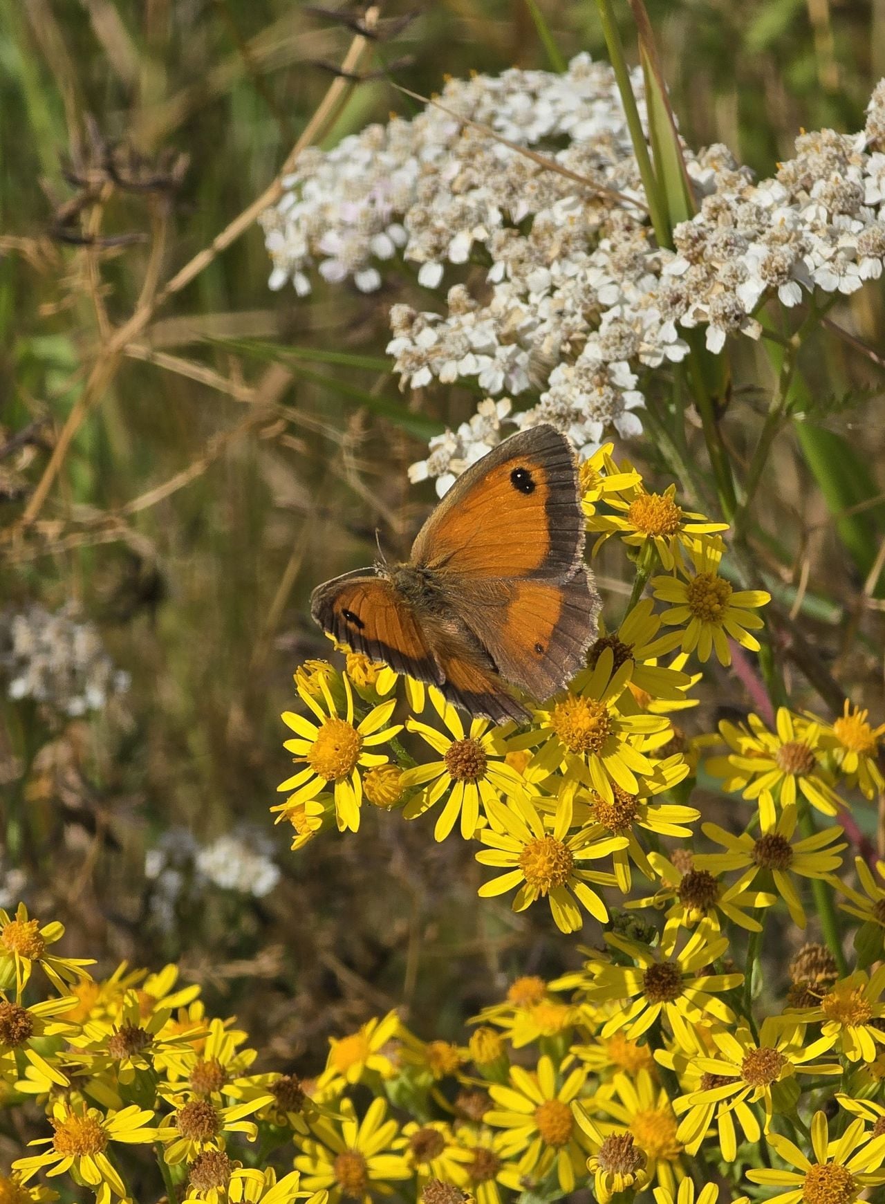Een oranjezandoogje (foto: Hetty Uijtdewilligen-van Hest).