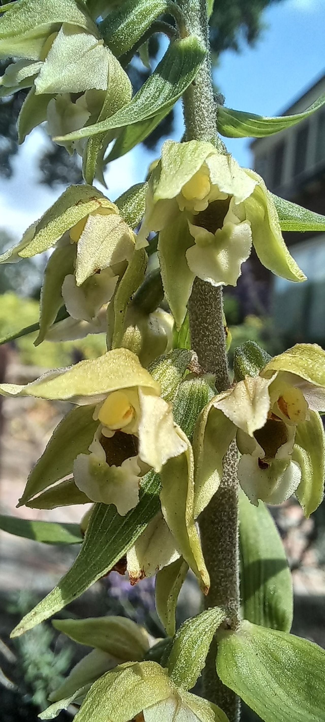 Een brede wespenorchis (foto: Gerard Peijnenburg).