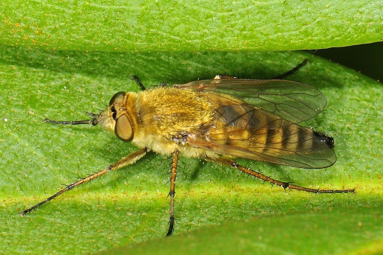 Een gewone viltvlieg (foto: Saxifraga/Ab H Baas).