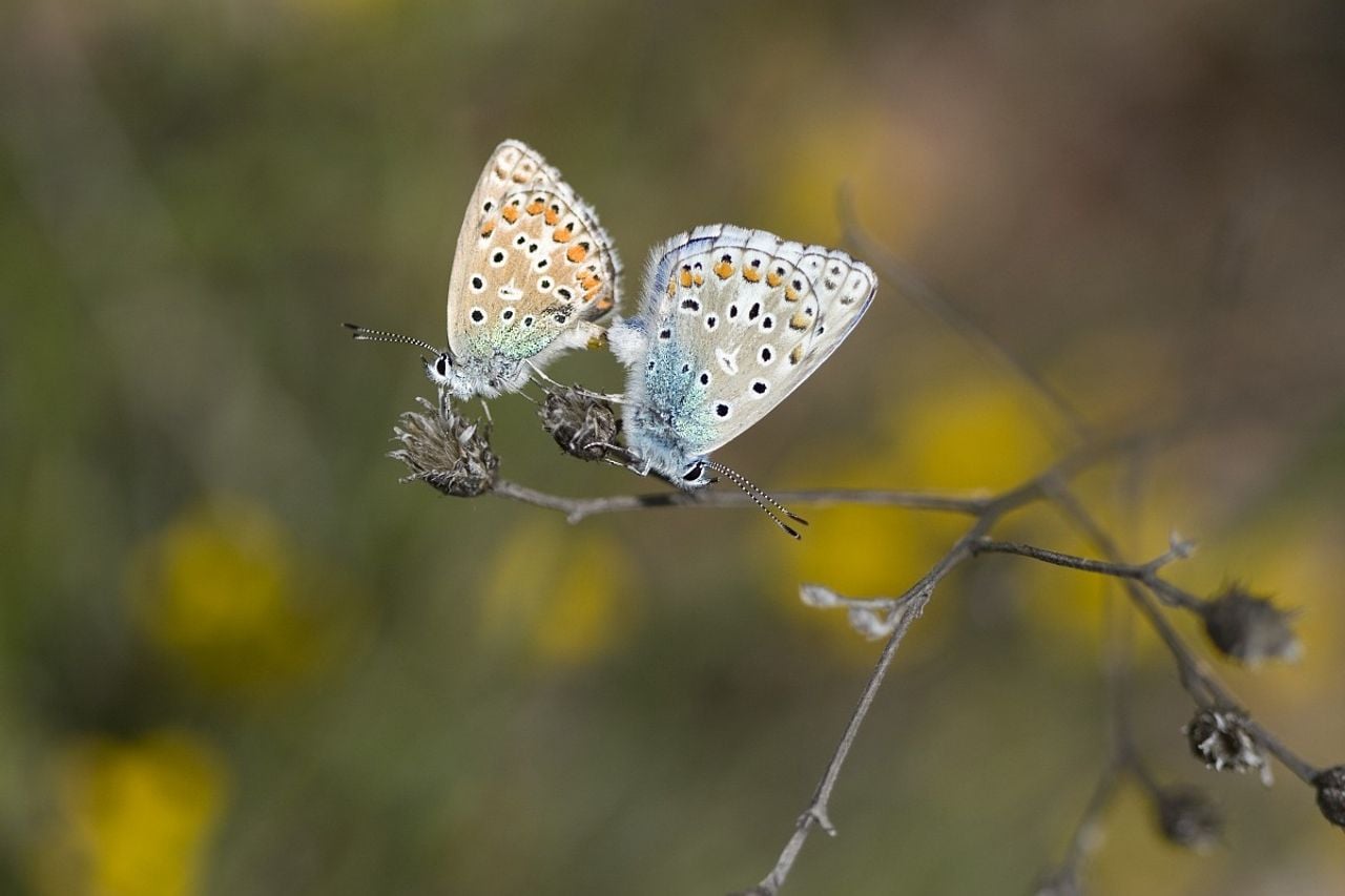 Paring van een Icarusblauwtje (foto: Vlinderstichting/Henk Bosma).