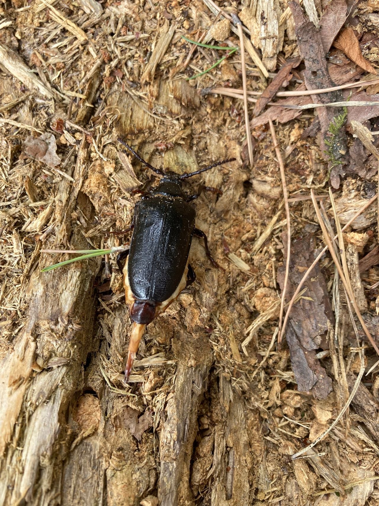 Een lederboktor (foto: Wenda Mangindaan).