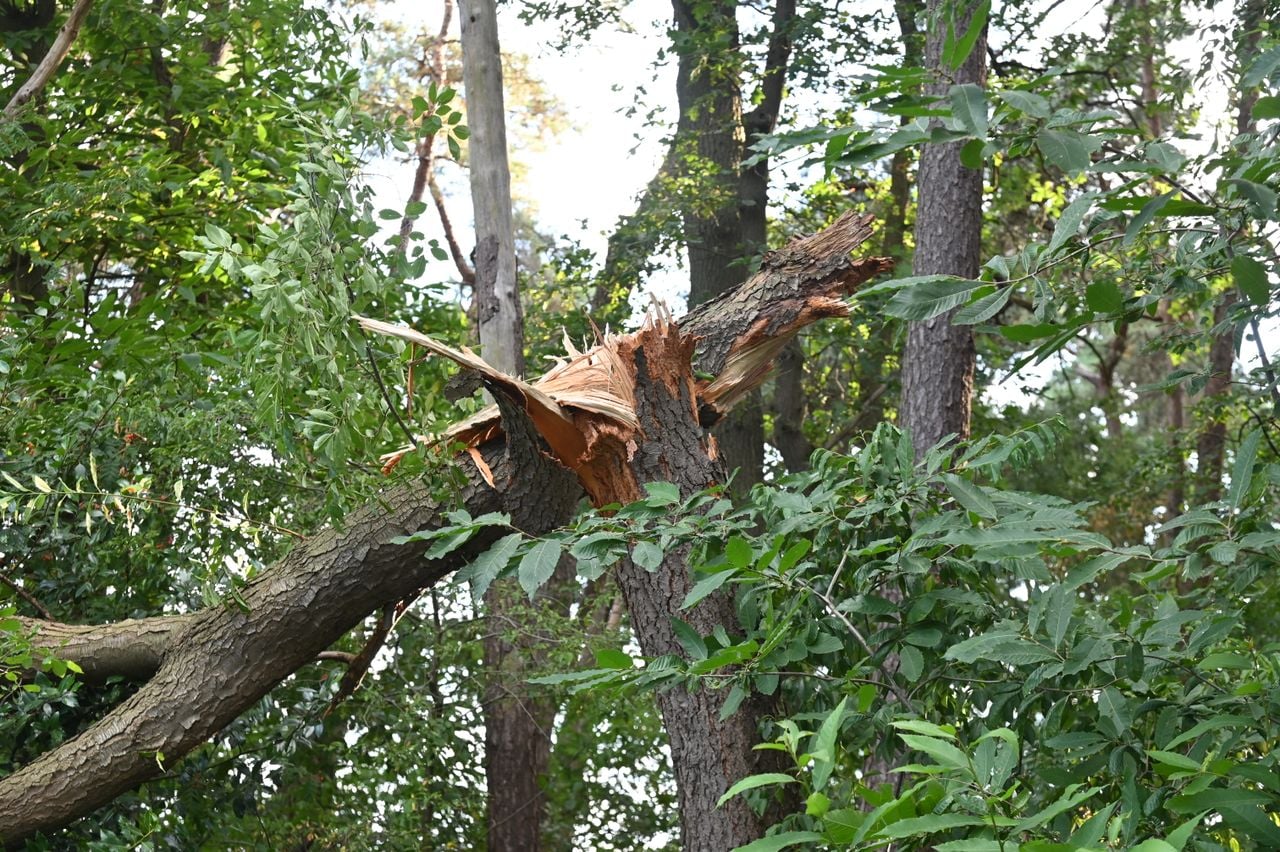 De boom was omgewaaid (foto: Perry Roovers/Persbureau Heitink).