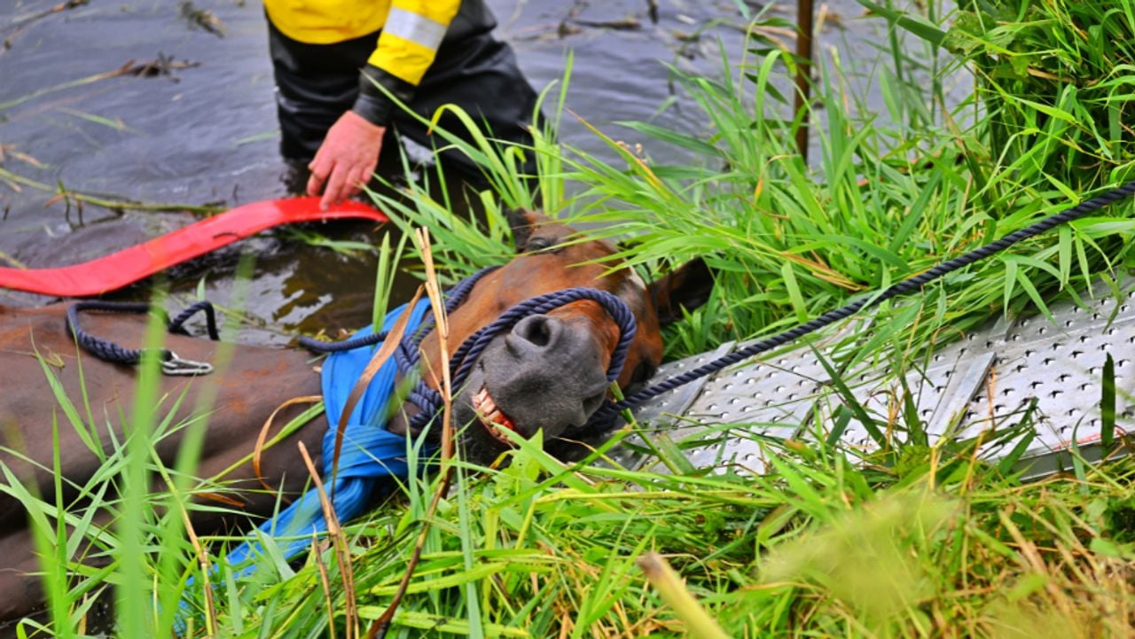 Met slangen onder het dier werd het paard uit de sloot gehaald (foto: Rico Vogels / Persbureau Heitink).