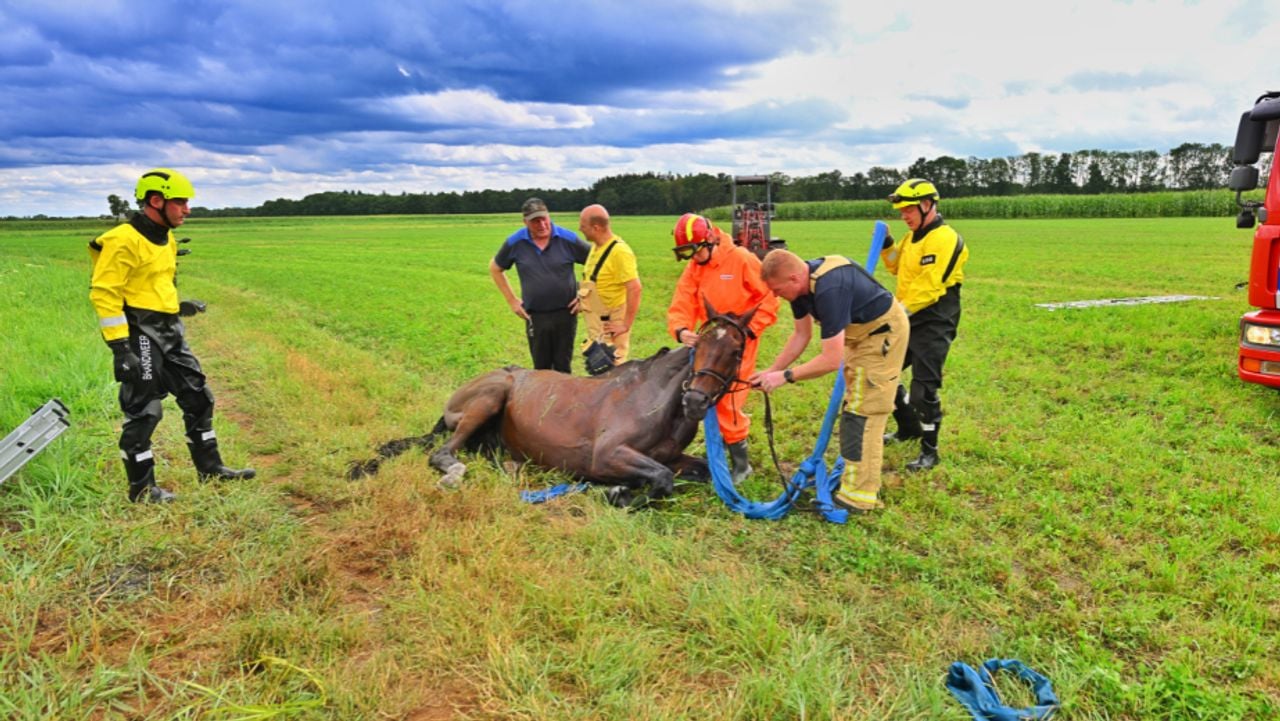 Het dier is terug naar de stal (foto: Rico Vogels / Persbureau Heitink).