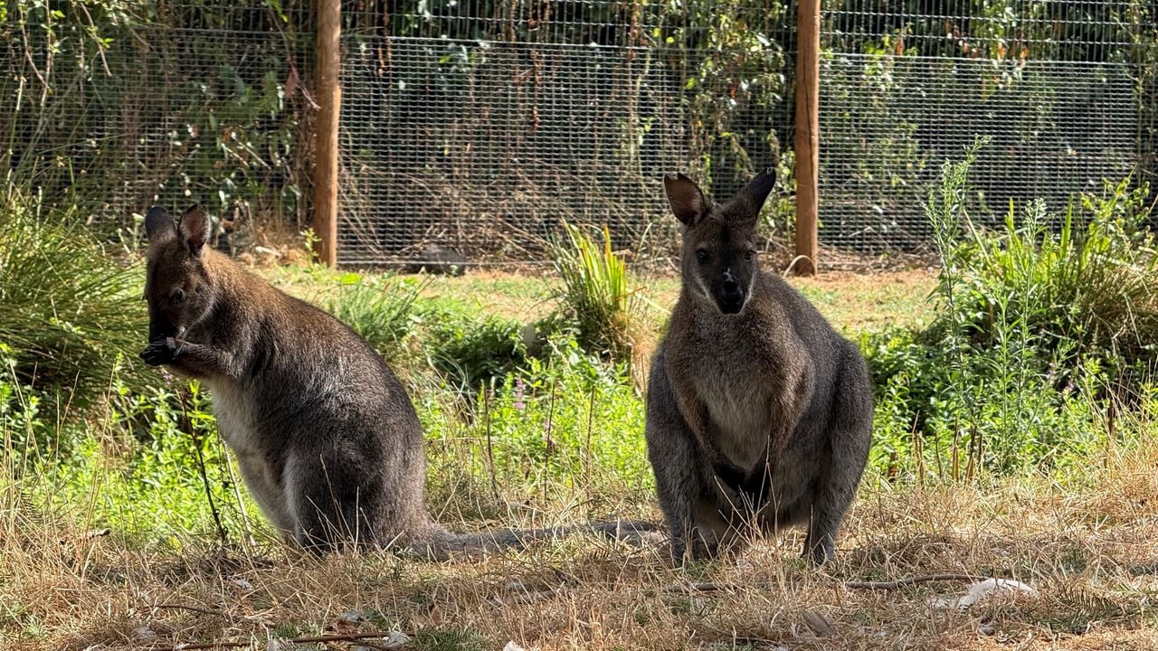 Wallaby's in de dierentuin in Veldhoven (foto: Jos Verkuijlen/Omroep Brabant).