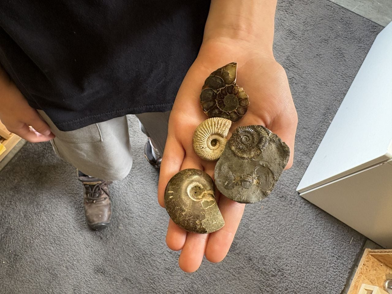 Enkele fossielen die Skylar tijdens zijn zoektocht heeft gevonden (foto: Karin Kamp).