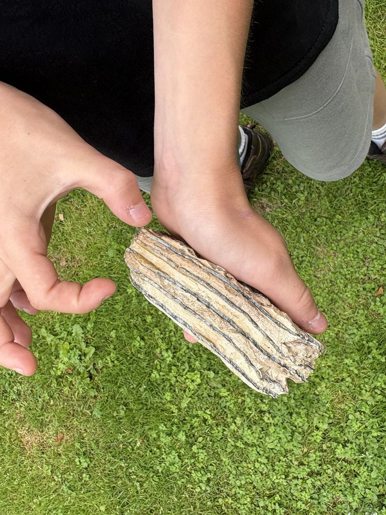 De oudste fossielen zijn 485 miljoen jaar oud (Foto: Karin Kamp).