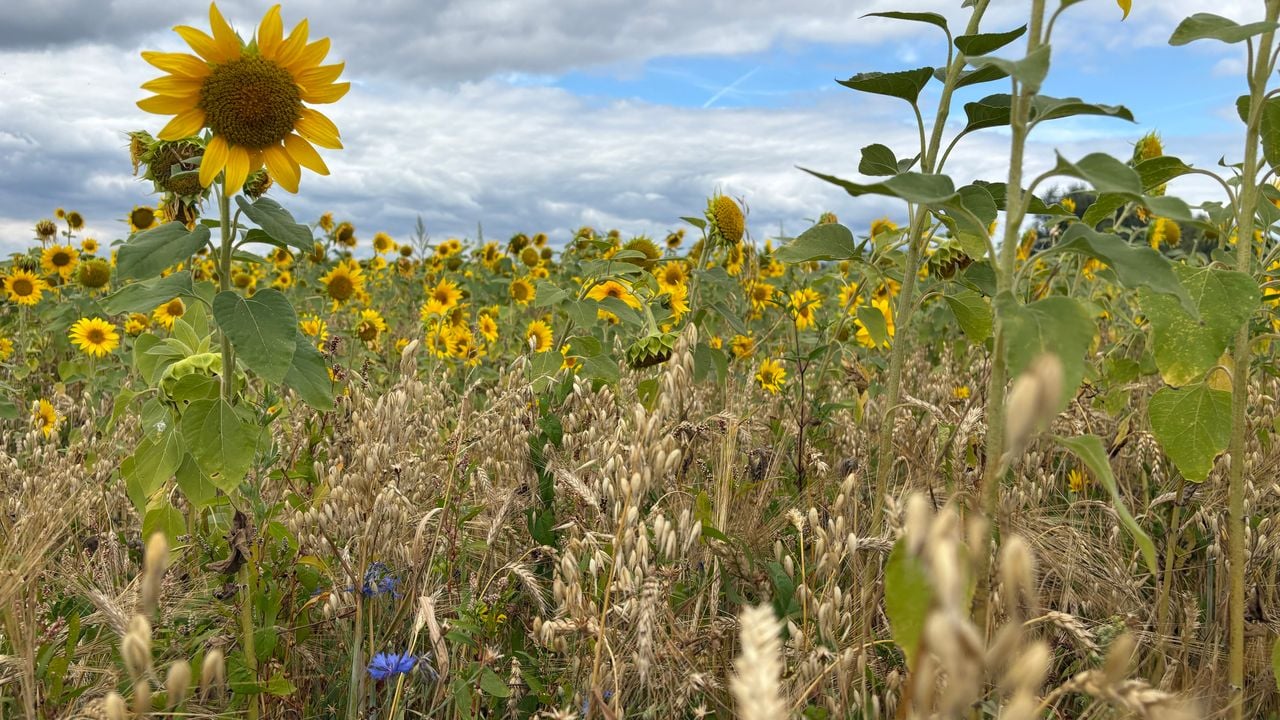 Op de zonnebloemvelden staan ook verschillende graan- en korensoorten (foto: Wilco Zonneveld).