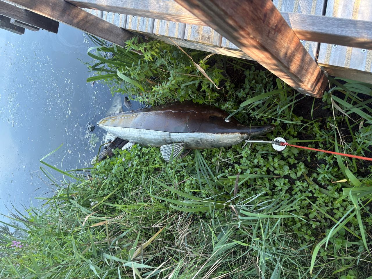 De metalen steur, gevangen door Gerbert van der Stelt uit Werkendam (foto: Gerbert).