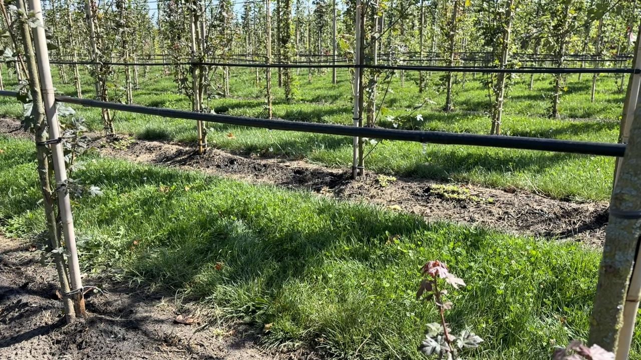Door grondwater te gebruiken kunnen de jonge bomen van deze bomenkweker in Zundert ondanks de droogte toch beregend worden (foto: Wilco Zonneveld).