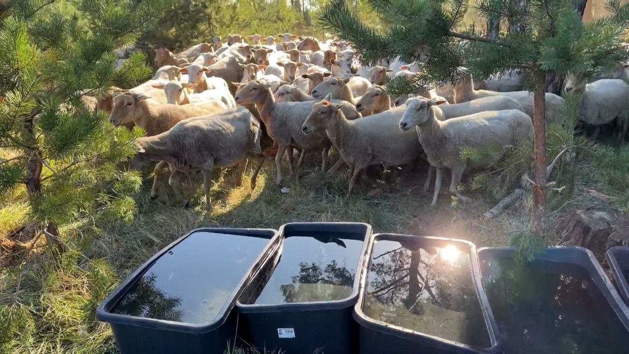 De schapen van Riaan (foto: Omroep Brabant).