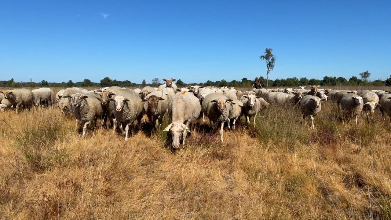 De schapen van Riaan zijn nog rustig aan het grazen (foto:Omroep Brabant).