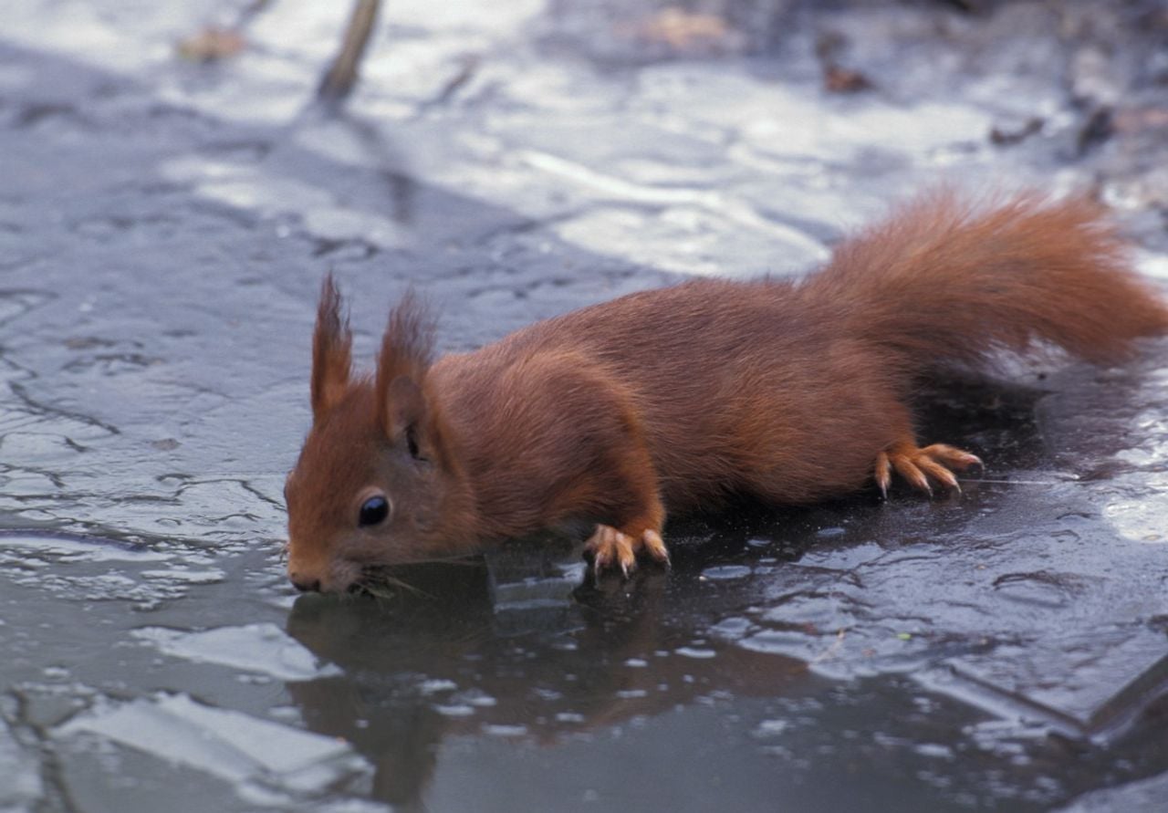 Een eekhoorn met mooie haarvacht (foto: Saxifraga/Arie de Knijff).