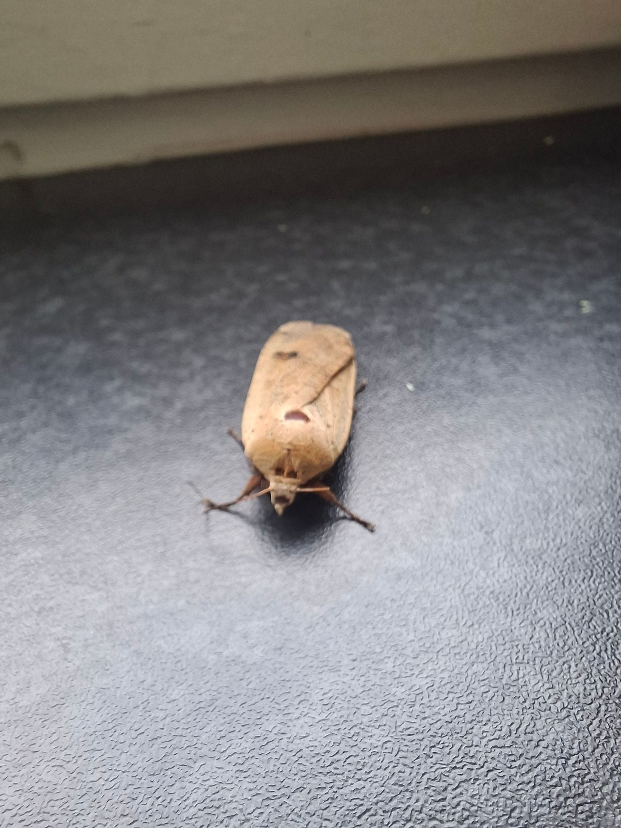 Een huismoeder (foto: Anke Vischer).