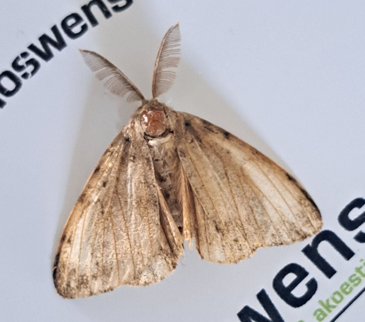 Een nachtvlinder met de naam plakker-man (foto: Gertie Meisen).
