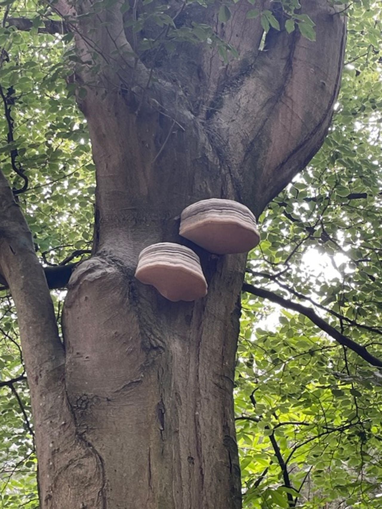 Een echte tonderzwam (foto: Sophia Gosling).