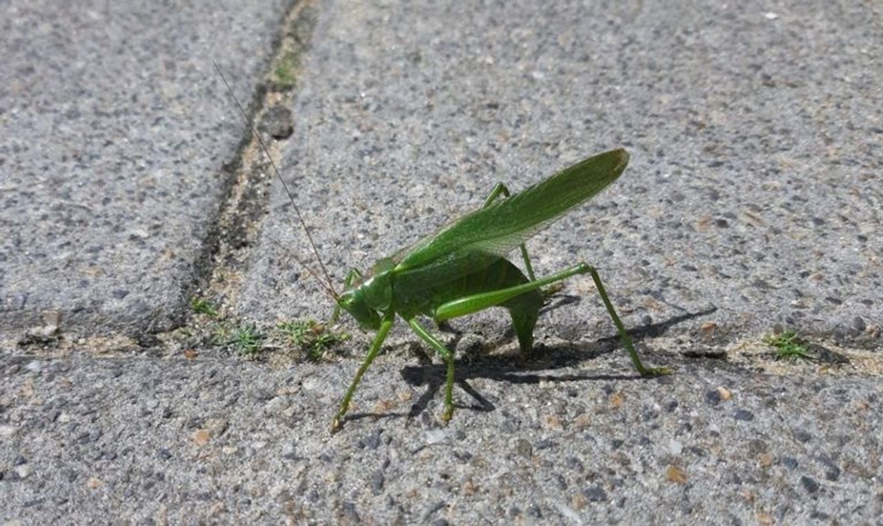 Het vrouwtje van de grote groene sabelsprinkhaan verstopt haar eitjes (foto: Jeroen Siebers).